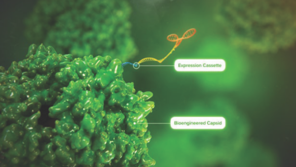 Biological Features of a Recombinant AAV Preview